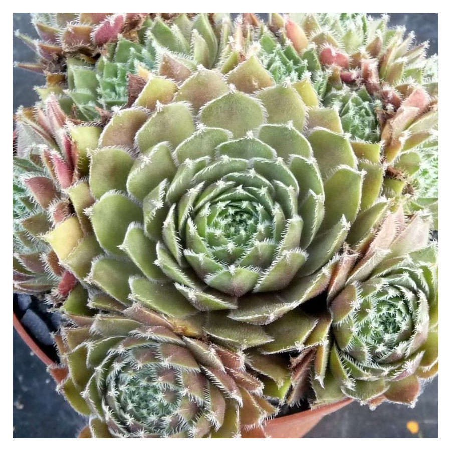 Sempervivum Pokie Eat Rojnik