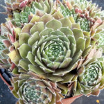 Sempervivum Pokie Eat Rojnik