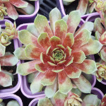 Sempervivum Poem Rojnik