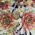 Sempervivum Poem Rojnik