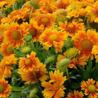 Gaillardia