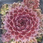 Sempervivum Plum Frosting...