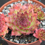 Sempervivum Piton Rojnik