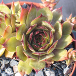 Sempervivum Piri Rojnik