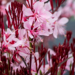 Gaura Graceful Light Pink...