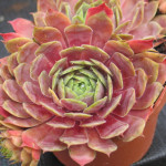 Sempervivum Pip Rojnik