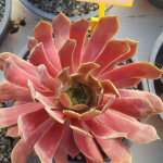 Sempervivum Pip Rojnik