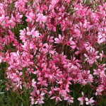 Gaura lindheimeri Baby Butterfly Dark Pink Gaura