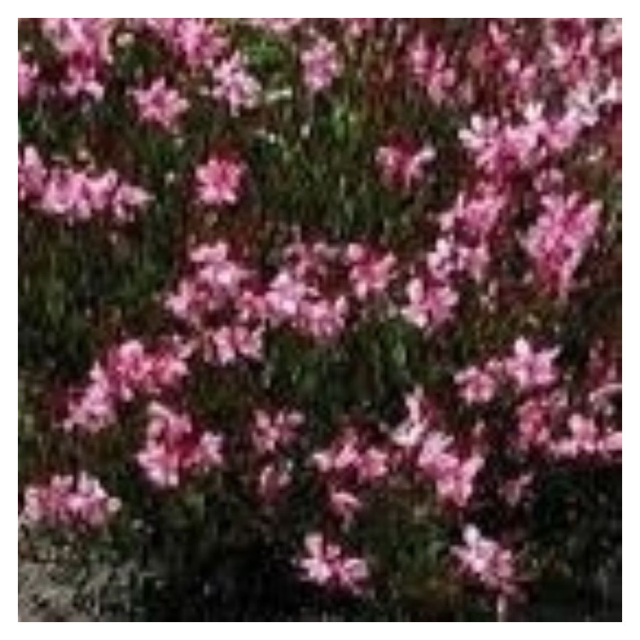 Gaura lindheimeri Blaze Gaura- Rośliny od Ogrodnika Szkółka Barcikowscy