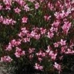 Gaura lindheimeri Blaze Gaura- Rośliny od Ogrodnika Szkółka Barcikowscy