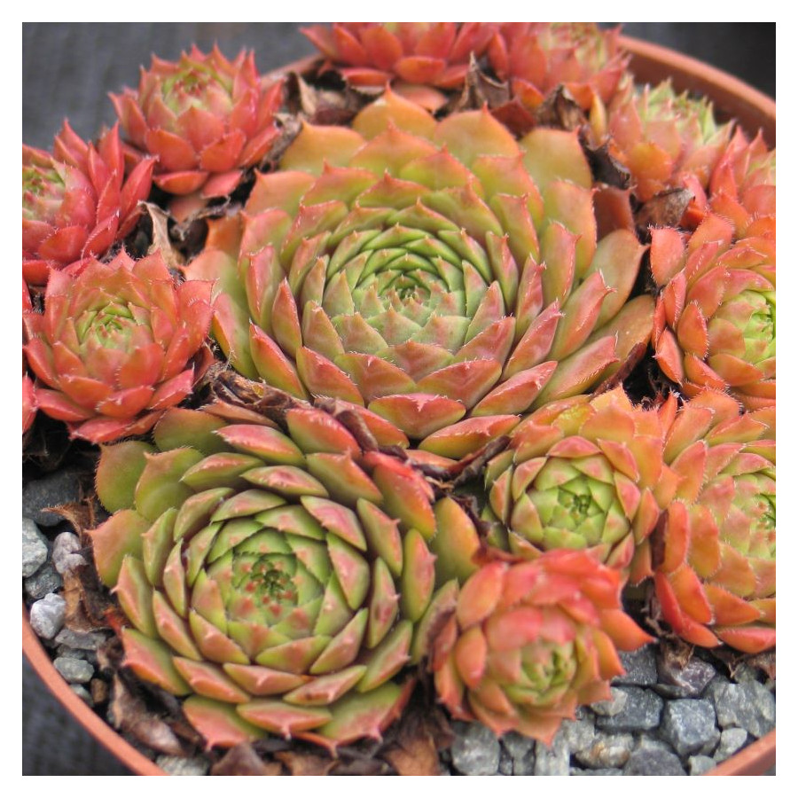 Sempervivum Pink Puff Rojnik