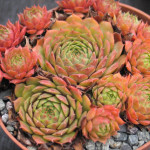 Sempervivum Pink Puff Rojnik