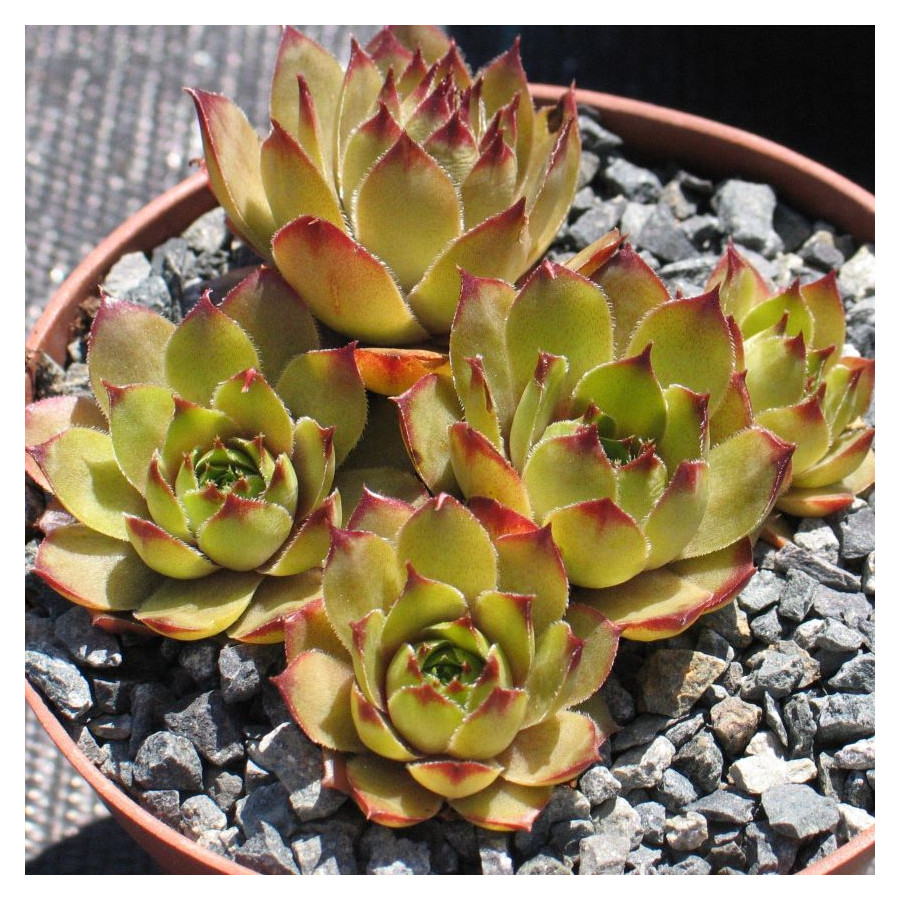 Sempervivum Pink Lemonade Rojnik