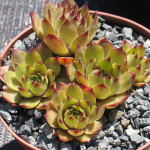 Sempervivum Pink Lemonade...