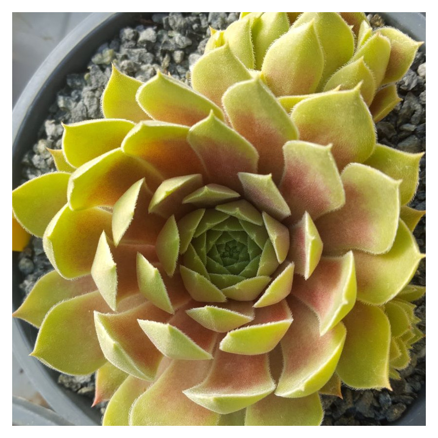 Sempervivum Pink Janis Rojnik