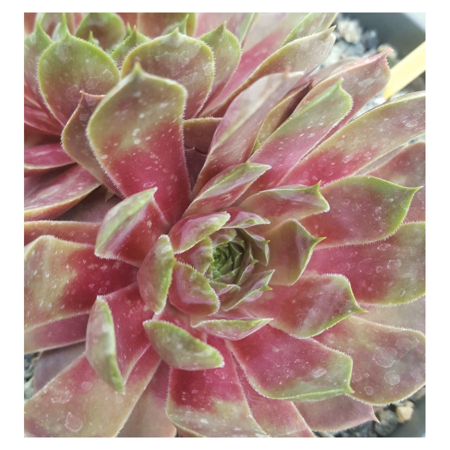 Sempervivum Pink Dazzler Rojnik