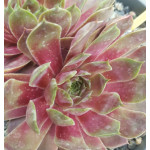 Sempervivum Pink Dazzler...