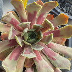 Sempervivum Pink Arrow Rojnik