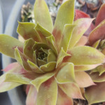 Sempervivum Pineapple Pumch...