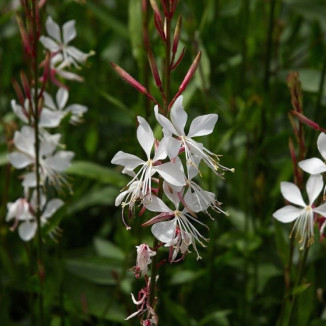 Gaura lindheimeri Snowbird...