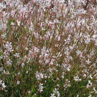 Gaura Graceful White Gaura