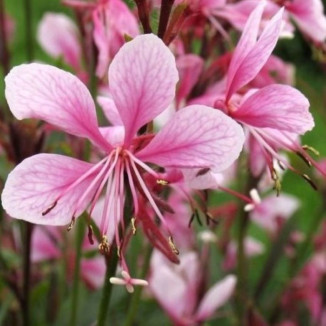 Gaura Passionate Blush Gaura