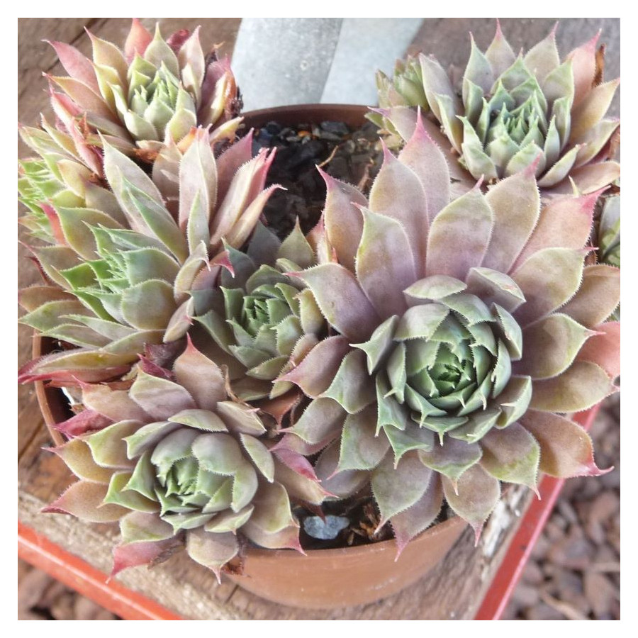 Sempervivum Pfefferkuchen Rojnik