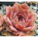 Sempervivum Pfefferkuchen Rojnik