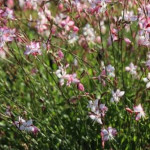 Gaura Rosy Jane Gaura