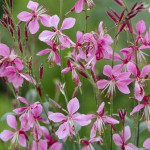 Gaura Siskiyou Pink Gaura