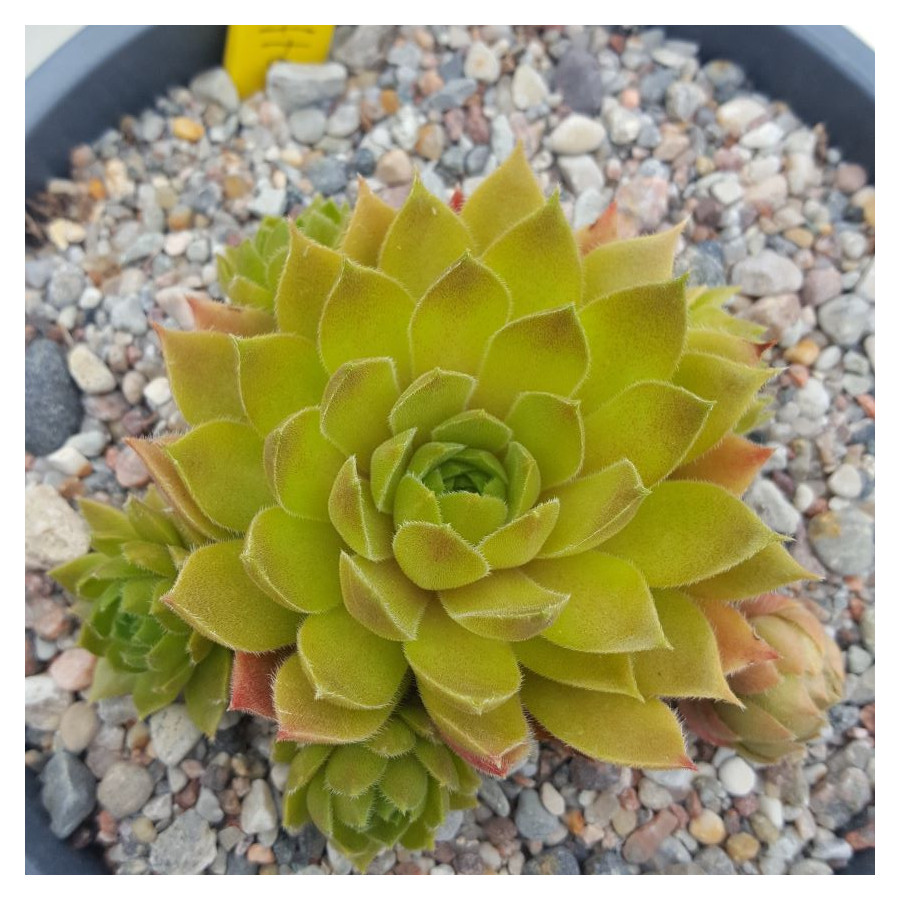 Sempervivum Pfalzer Puffer Rojnik