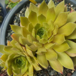 Sempervivum Pfalzer Blasse Rojnik