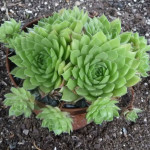 Sempervivum Pfalzer Blasse Rojnik