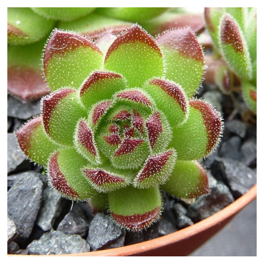 Sempervivum Peter Lotter Rojnik