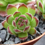 Sempervivum Peter Lotter...