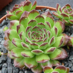 Sempervivum Peter Lotter Rojnik