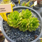 Sempervivum Peter Lotter Rojnik