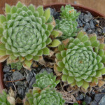 Sempervivum Peridot Rojnik