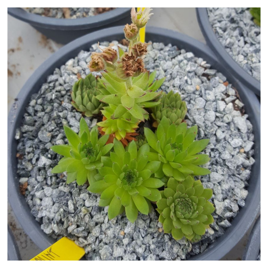 Sempervivum Peppermint Petty Rojnik