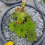 Sempervivum Peppermint...