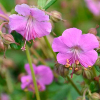 Geranium cantabrigense Berggarten Bodziszek kantabryjski