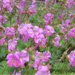 Geranium cantabrigense Berggarten Bodziszek kantabryjski