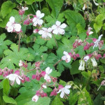 Geranium cantabrigense Biocovo Bodziszek kantabryjski