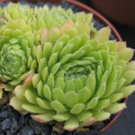 Sempervivum Pekinense Rojnik