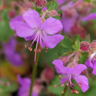 Geranium cantabrigense Cambridge Bodziszek kantabryjski