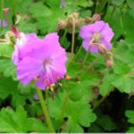 Geranium cantabrigense Cambridge Bodziszek kantabryjski