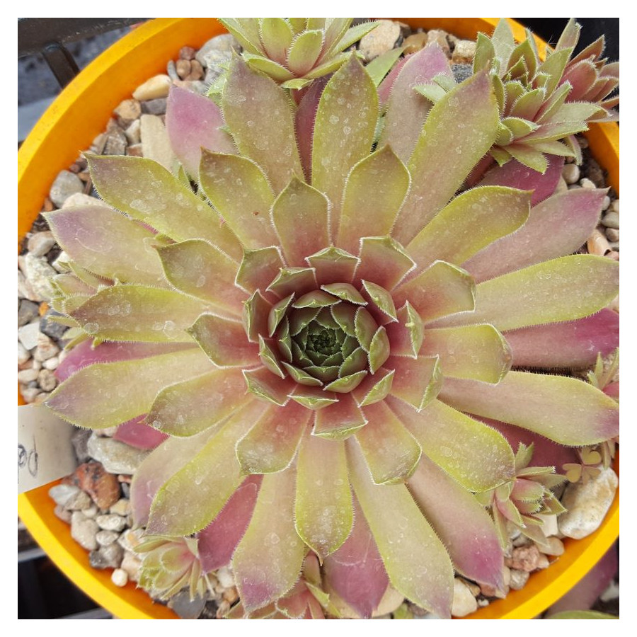 Sempervivum Pebbles Rojnik