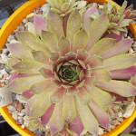 Sempervivum Pebbles Rojnik