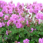 Geranium cantabrigense Karmina Bodziszek kantabryjski