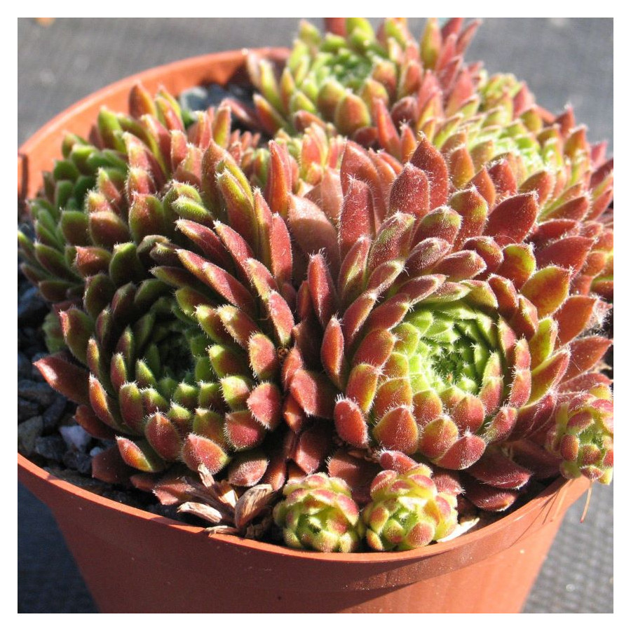 Sempervivum Pax Rojnik